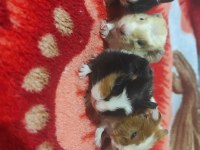 6 Adet Guinea Pig