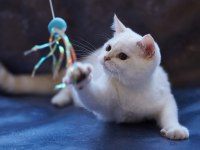 Kıvırcık Tüylü British Shorthair Kediler