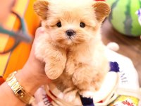 Maltipoo cinsi bebeklerim