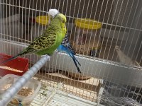 Çift jumbo muhabbet kuşu