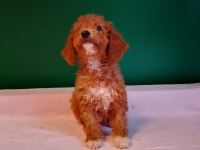 Kahverengi Toy Poodle Yavrularımız