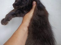Harika Sağlıklı Yavru Maine Coon Kedimiz