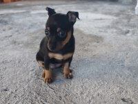 Sıfır Numara Minyatür Pinscher