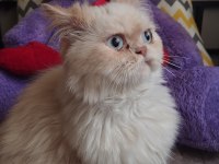 1 yaşında dişi iran kedisi