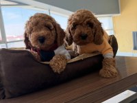 Mükemmel maltipoo yavrularımız ankara mağazamızda görün