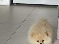 Pomeranian Boo 8 Aylık Erkek