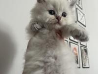 2 Aylık British Longhair Yavrularımızı Sahiplendiriyoruz