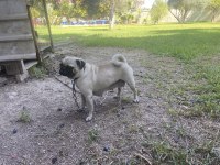 Pug annelik tecrübeli dişi