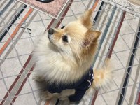 Eğitimli Pomeranian