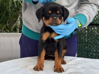 A şecere rottweiler bebekler