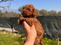 Mini Toy Poodle Bebekler Evden