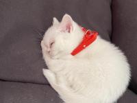 2 Aylık Yavru British Shorthair