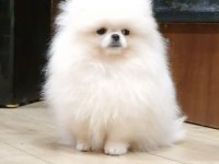 Bembeyaz Ayı Surat Pomeranian