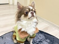 2 Erkek 45 Günlükler A Kalite Chihuahua