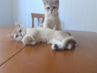 British Shorthair Yavrular 3 Aylık