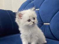 British Minik Kalpler Yeni Yuvalarını Arıyor