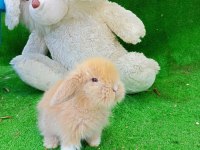 Hollanda Teddy Lop Tavşanı