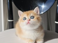 Safkan golden british shorthair