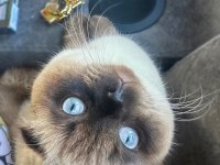 1,5 Yaşında Blue Point Erkek British Shorthair