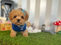 Maltipoo Köpeği Yavrular