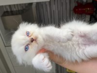 Beyaz Kürk Masmavi Gözlü British Longhair Bebekler