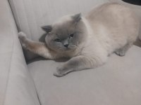 8 Aylik Erkek British Shorthair