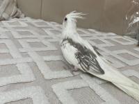 Yavru Sultan Papağanı Yeme Düşmüş