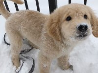 Sevimli Golden Retriever 2 Aylık Köpekler