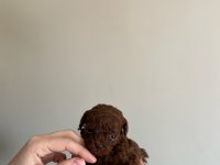 Kore Red-Brown Toy Poodle Yavrularımız