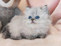 British Longhair Bayram Şekerleri