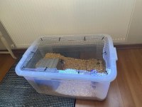 2 Dişi 3 Aylık Dumbo Rat Sadece İzmir İçi Elden Teslim