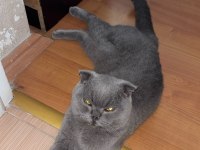 Scottish fold erkek kedimiz