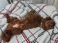 Toy Poodle 1 Numara