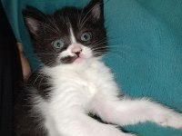 20 Ocak Doğumlu British Bicolor Yavrular