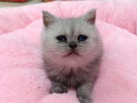 Scottish Fold Ve Scottish Straight Erkek