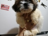 Shih Tzu Dişi Bebeklerimiz