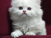 Kar Beyazı British Longhair Kedimiz