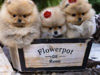 Ayı Surat Gülen Yüz Pomeranian Boo