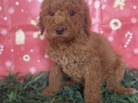 Safkan Dev (Giant) Poodle Yavruları