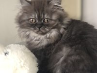 3 Aylık Dişi Yavru Kedimiz