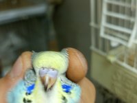 Yuvadan Yeni Çıkmış Muhabbet Kuşu Yavrularımız