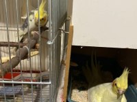 Sultan Papağanı Takımlar Uyguna