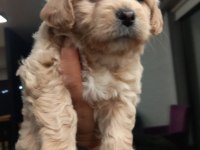 Büyümeyen Maltipoo Bebek Köpekler