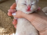 Özel renk chocolate golden kediler