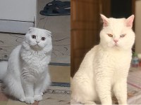 British Shorthaır Erkek Yavru