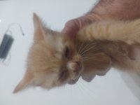 Sahiplendirilecek Kedimiz