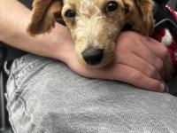 6 Aylık Yavru Maltipoo Köpeğimi Sahiplendiriyorum