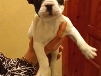 Erkek Ve Dişi French Bulldog