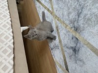 Yavru British Shorthair Kedisi