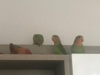 Bebek Papağanlar Hazır